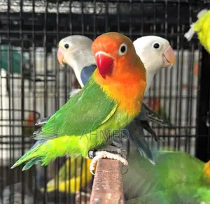 Parrots for Sale