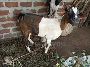 Boer Female Goats