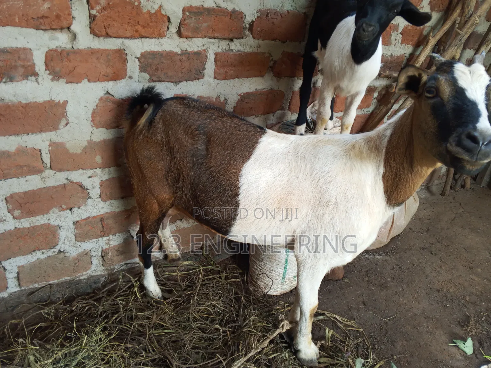 Boer Female Goats