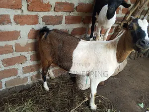Boer Female Goats