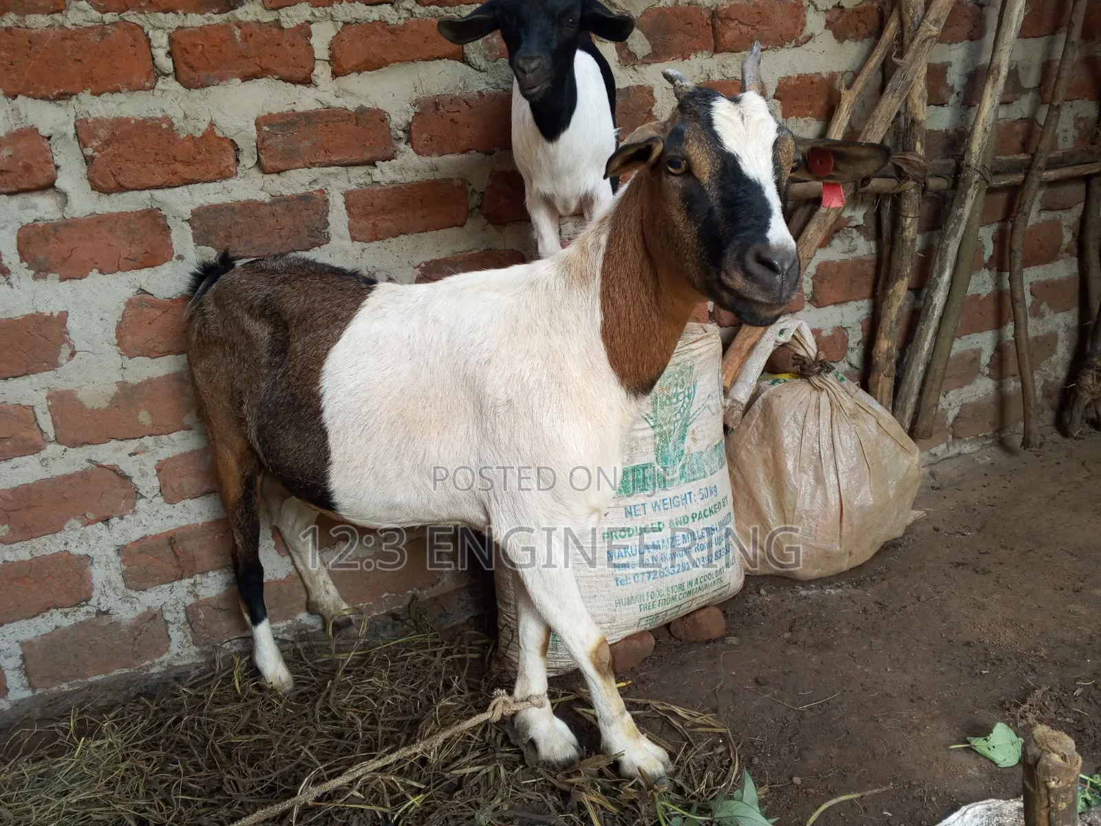 Boer Female Goats