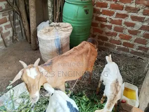 Boer Female Goats
