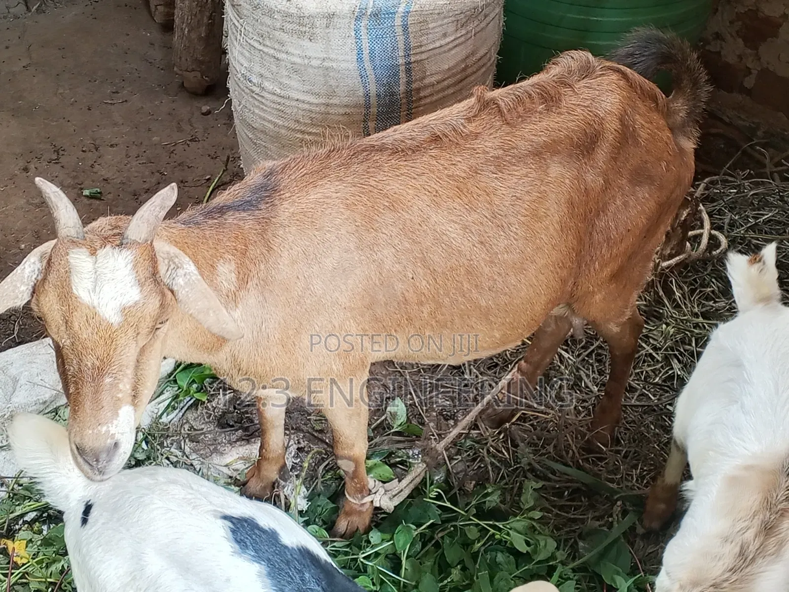Boer Female Goats
