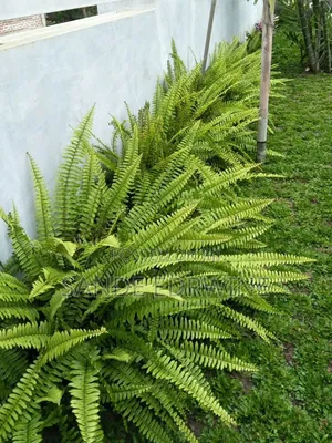 Landscape Design