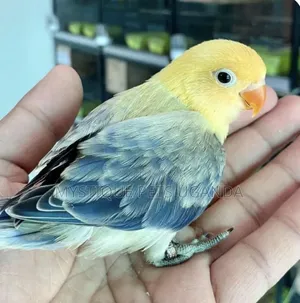 Talking Parrots