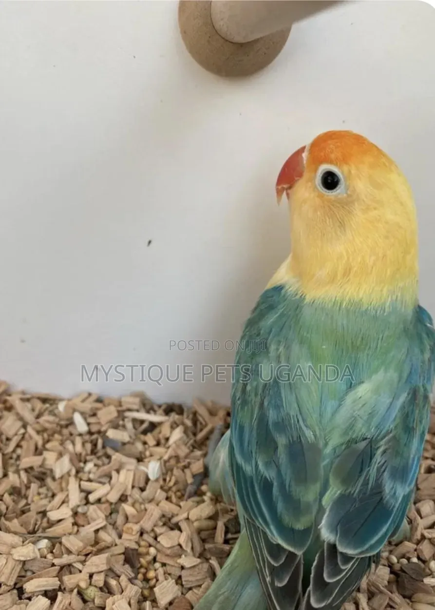 Talking Parrots