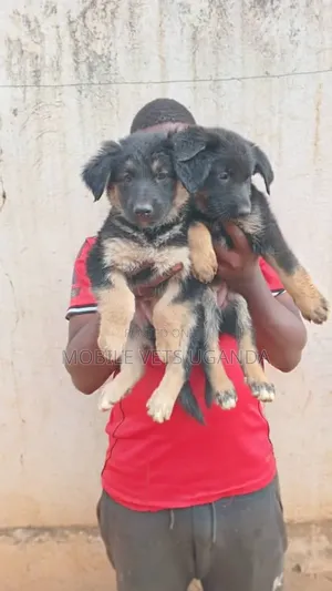 1-3 months Female Purebred German Shepherd