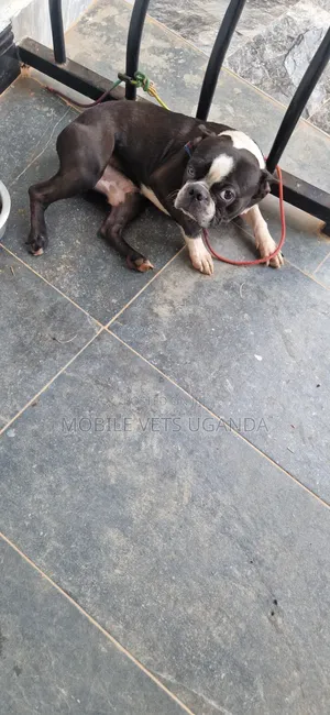 1-3 months Male Purebred Boston Terrier