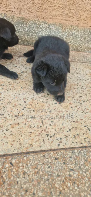 0-1 month Male Purebred German Shepherd