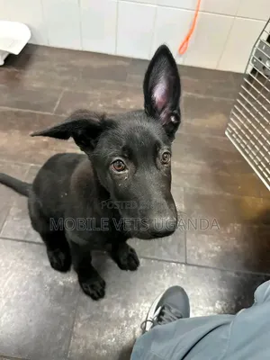0-1 month Male Purebred German Shepherd