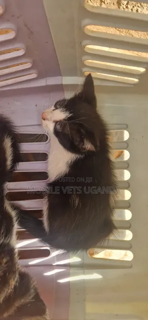 0-1 month Male Purebred Bombay