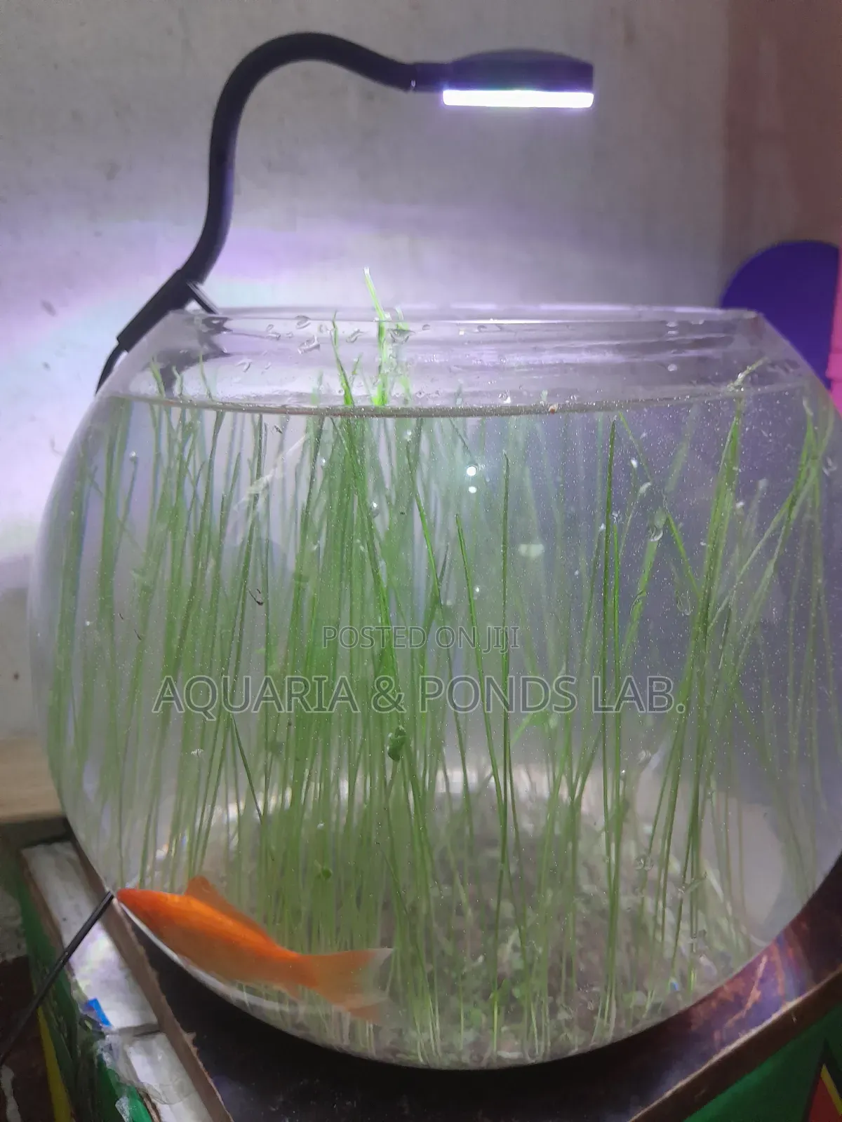 Aquatic Grass for Planted Aquarium