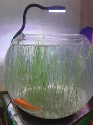 Aquatic Grass for Planted Aquarium
