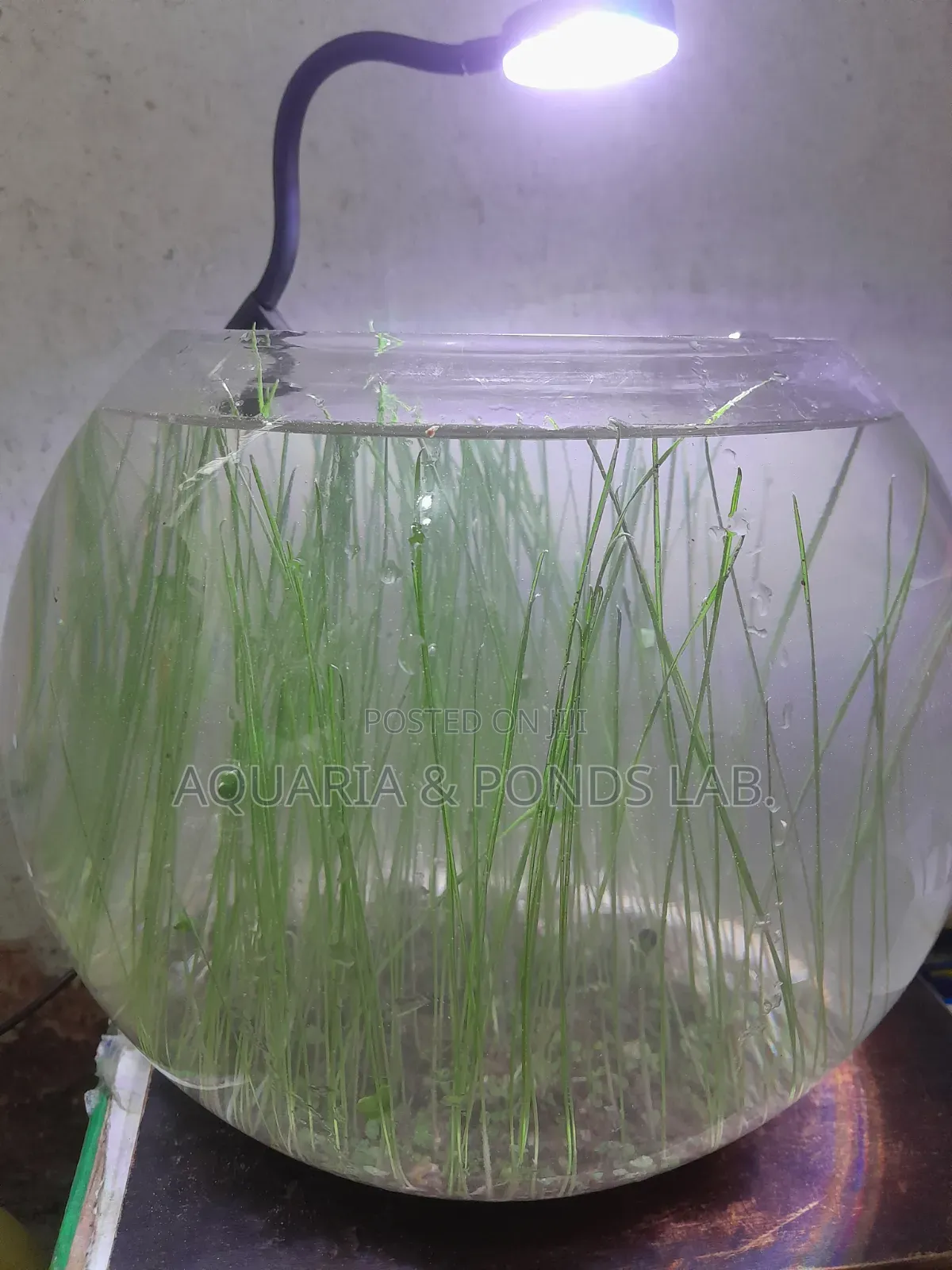 Aquatic Grass for Planted Aquarium