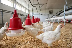 Broliers Chicken