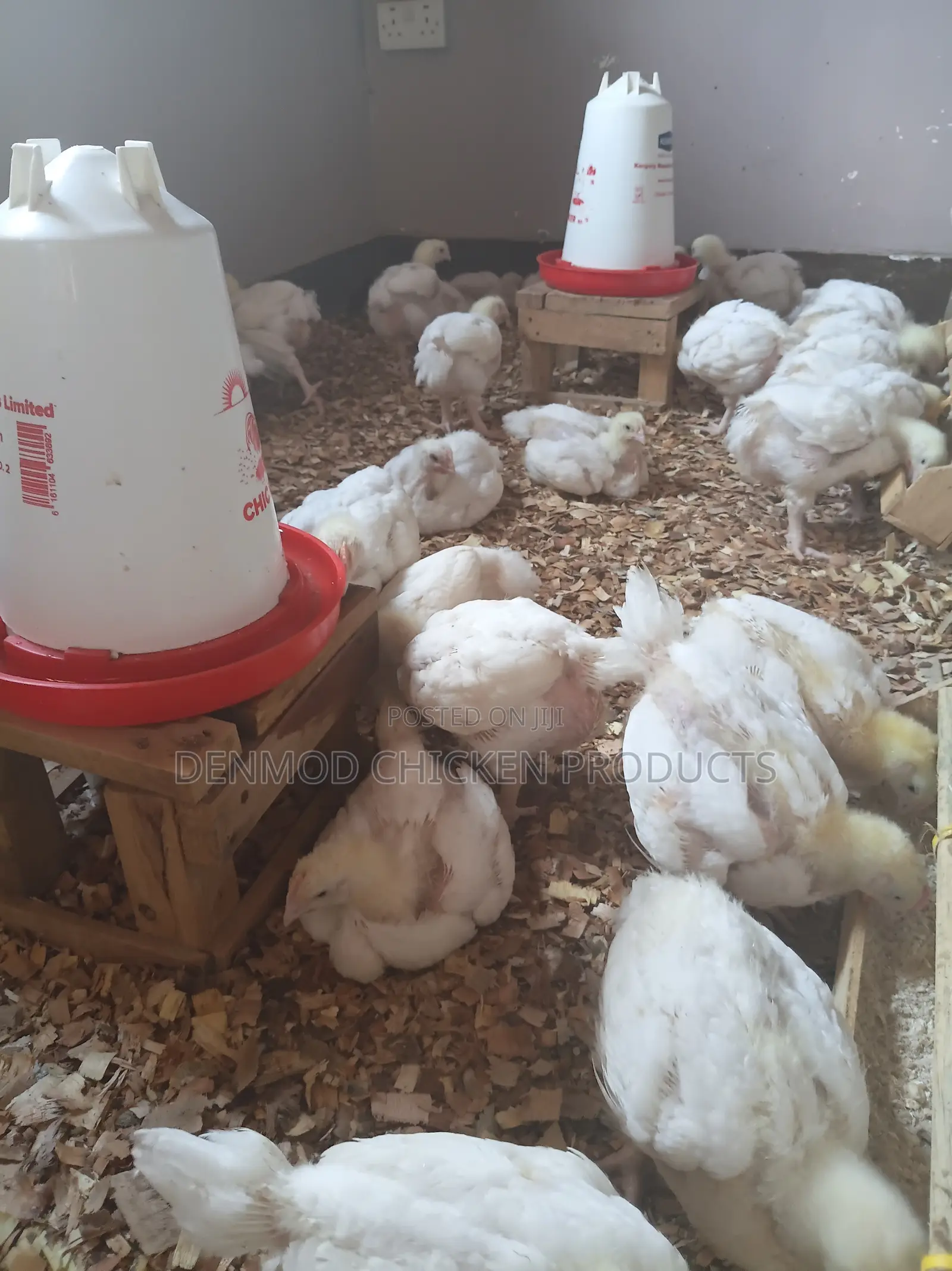 Broliers Chicken