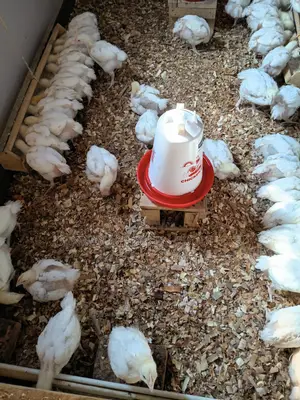 Broliers Chicken
