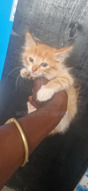 1-3 months Male Purebred Exotic