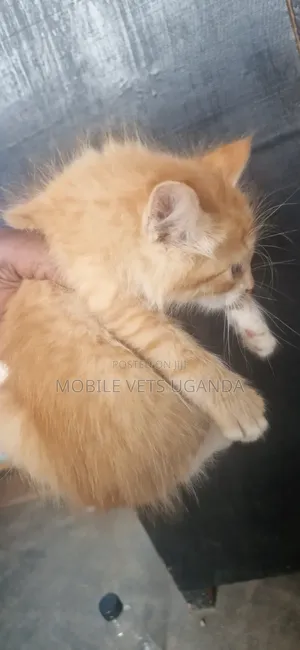 1-3 months Female Purebred Exotic