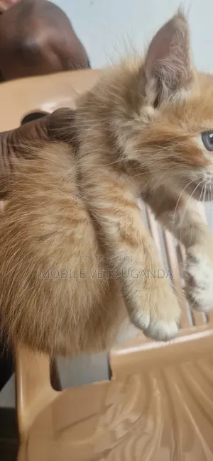 1-3 months Female Purebred American Bobtail