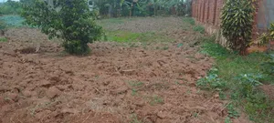 50by100 Kikoko Land