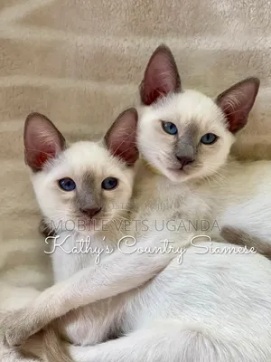 1-3 months Female Purebred Siamese