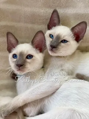 1-3 months Female Purebred Siamese