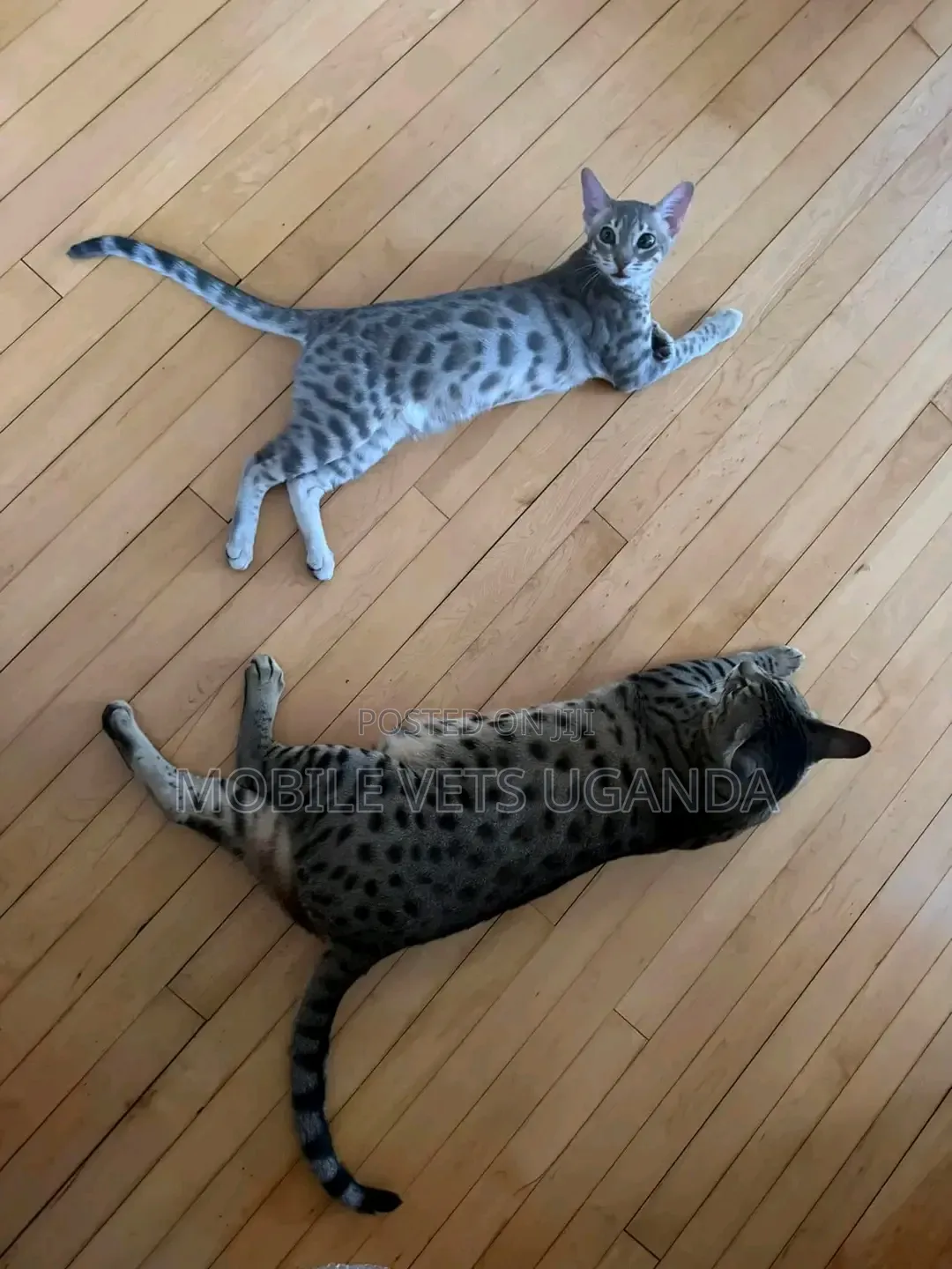 3-6 months Female Purebred Savannah