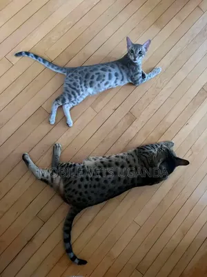 3-6 months Female Purebred Savannah