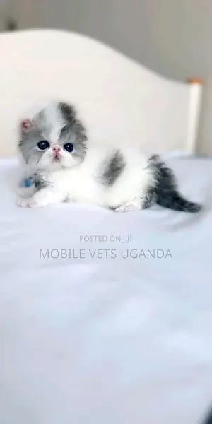 0-1 month Female Purebred Persian