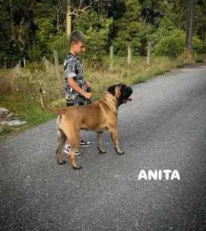 3-6 months Female Purebred Mastiff