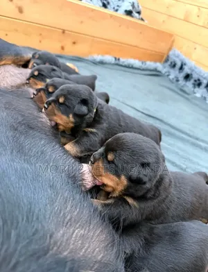 1-3 months Female Purebred Rottweiler
