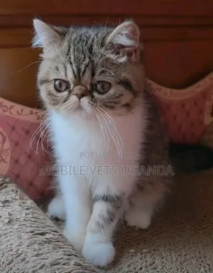 1-3 months Male Purebred Persian