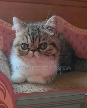0-1 month Female Purebred Persian
