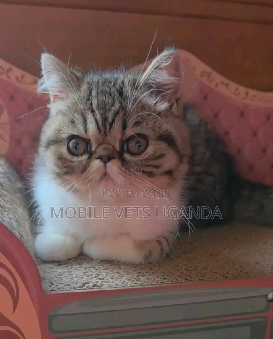 0-1 month Female Purebred Persian