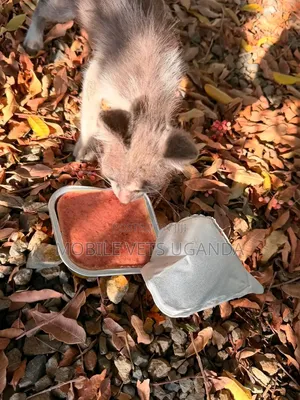 0-1 month Male Purebred Bombay