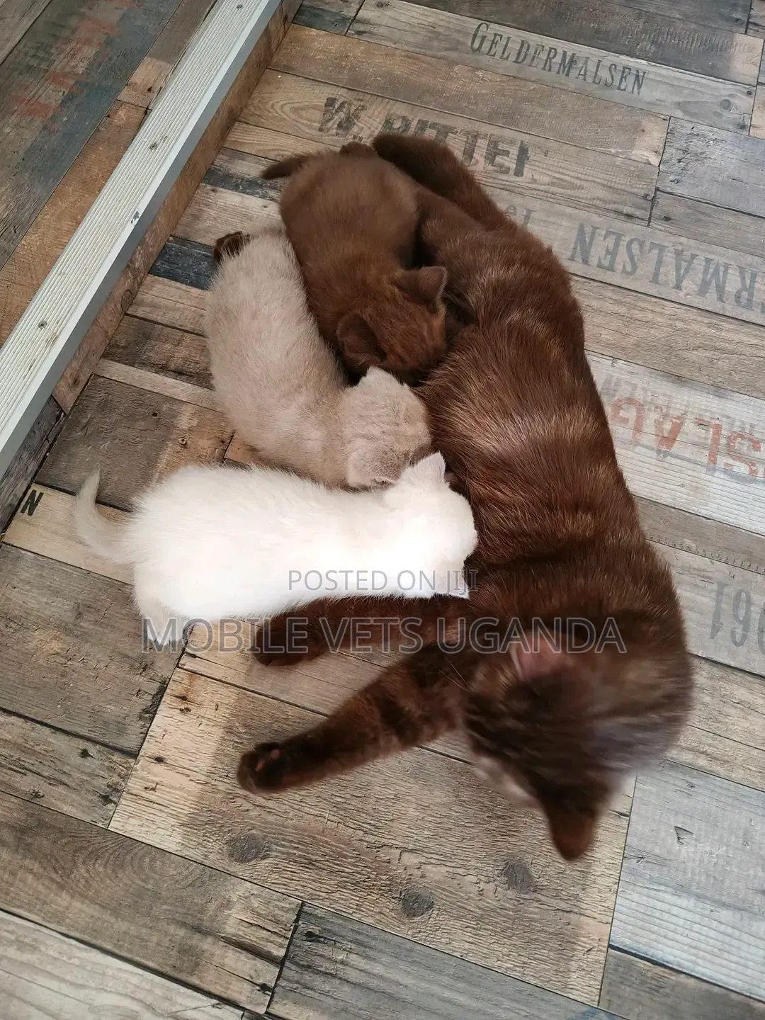 1-3 months Male Purebred Bombay