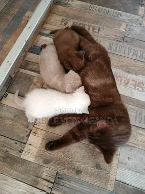 1-3 months Male Purebred Bombay