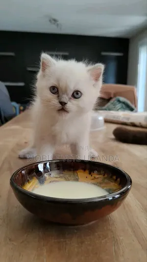 0-1 month Male Purebred Bombay