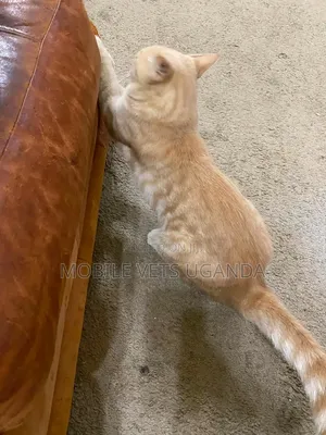 0-1 month Male Purebred American Curl
