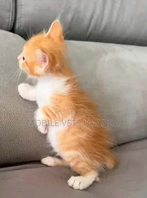 0-1 month Male Purebred Exotic