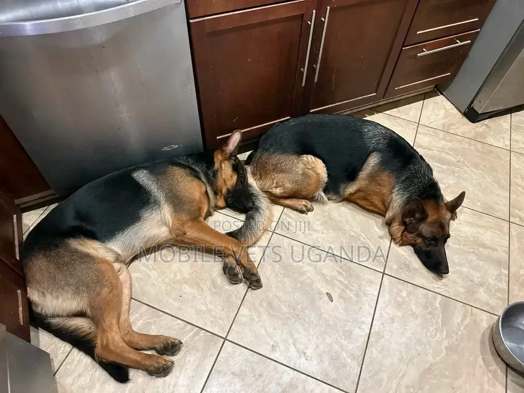 6-12 months Female Purebred German Shepherd
