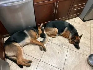 6-12 months Female Purebred German Shepherd
