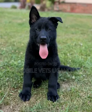 1-3 months Male Purebred German Shepherd