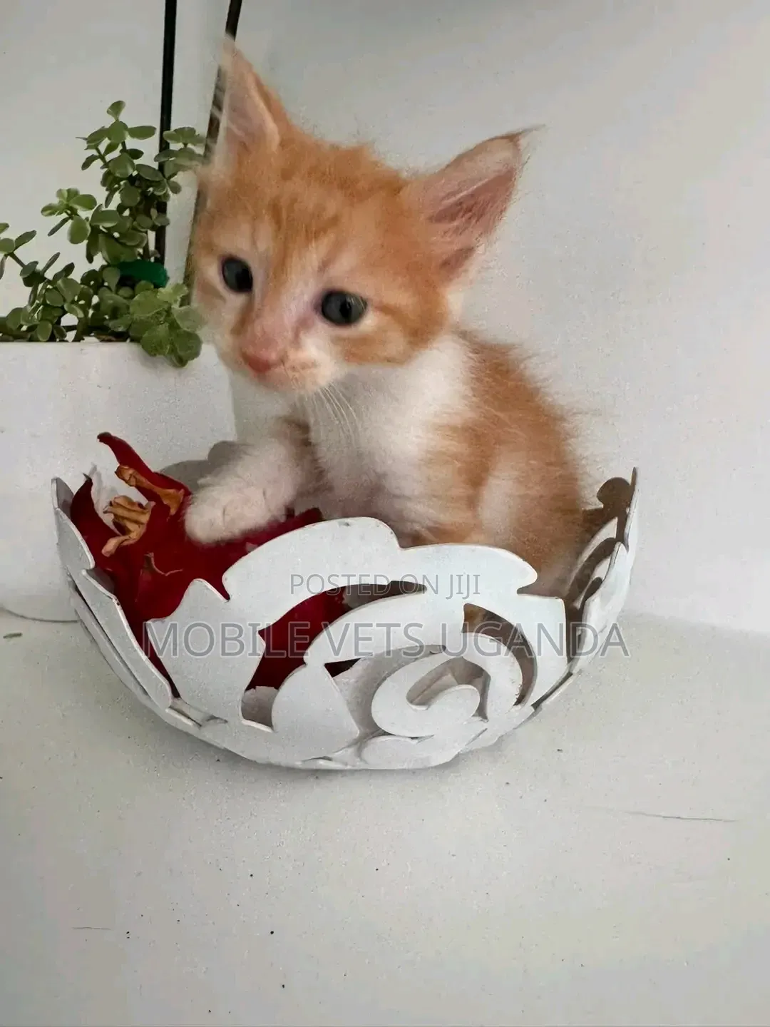 1-3 months Female Purebred Exotic