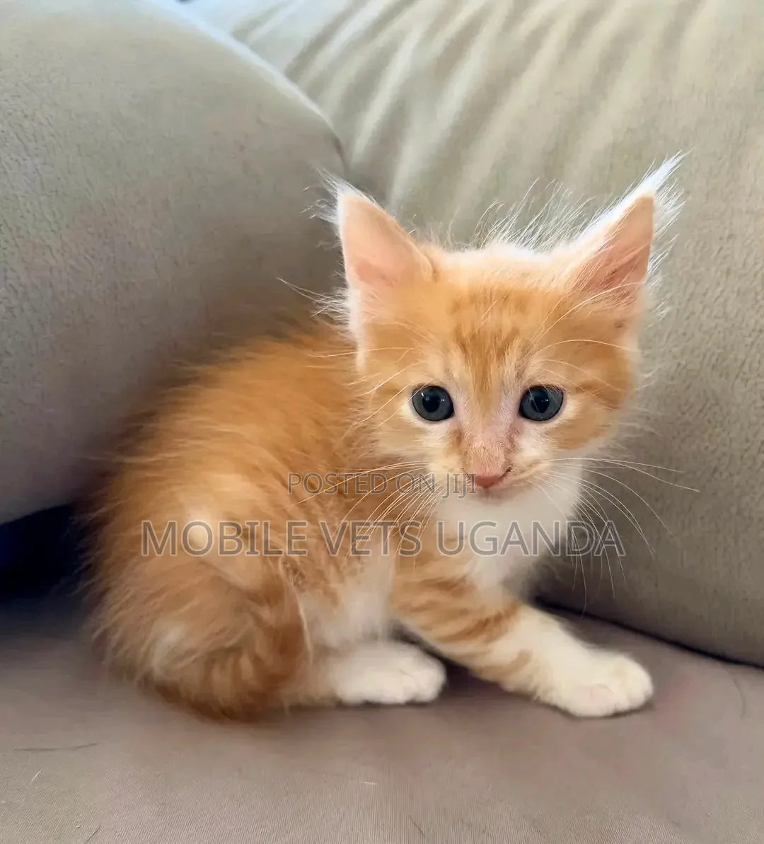 1-3 months Female Purebred Bombay