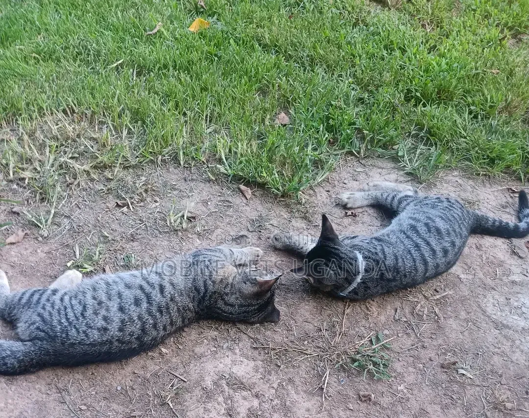 1-3 months Female Purebred American Curl