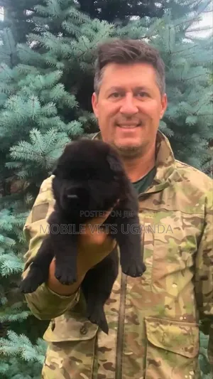 1-3 months Male Purebred German Shepherd
