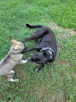 1-3 months Male Purebred German Shepherd