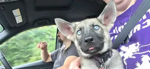 3-6 months Male Purebred German Shepherd